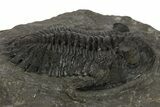 Prone Hollardops Trilobite Fossil - Ofaten, Morocco #340240-2